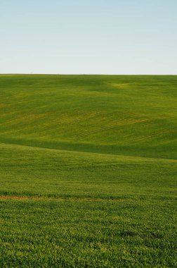 Baharda yeşil buğday, çimen tarlaları ve tepelerden oluşan dikey bir manzara..