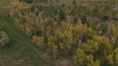 Küçük ormanın üzerinde uçan İHA 'nın hava görüntüleri..