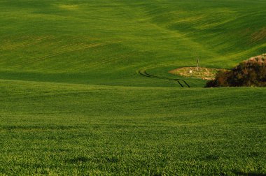 Baharda güneşli bir günde yeşil buğday ya da çimen tarlaları ve tepeler açık havada çekilir..