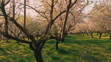 Bahar aylarında gün batımında çiçek açan badem bahçesinin hareketli görüntüleri..