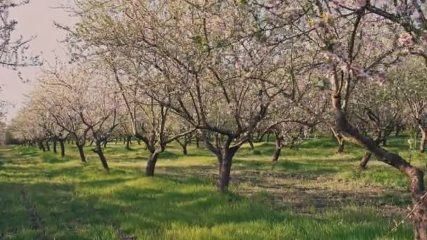 Filmato Bellissimo Frutteto Mandorli Fiore Durante Tramonto Primavera — Video Stock