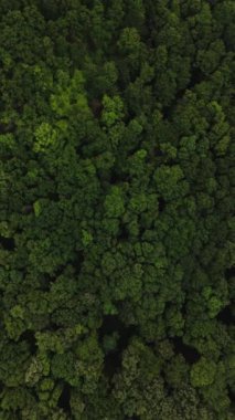 Yeşil sık ormanın üzerinde uçan İHA 'nın dikey görüntüsü.