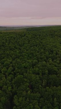 Günbatımında yeşil sık ormanın üzerinde uçan İHA 'nın dikey görüntüsü, güzel ve huzurlu manzara..