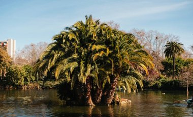 Yeşil palmiye ağaçları, açık bir gökyüzünün altında kentsel bir zemin oluşturan bir gölün kıyısında dikiliyorlar.