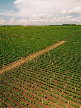 Uçsuz bucaksız üzüm bağları mavi gökyüzünün altında uzanıyor, doğanın ve tarımın güzelliğini gözler önüne seriyor.