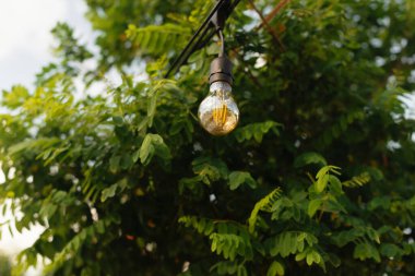 Berrak bir ampul yemyeşil yeşilliklerin önünde asılı, dingin titreşimlerle sakin bir açık hava atmosferi yaratıyor.