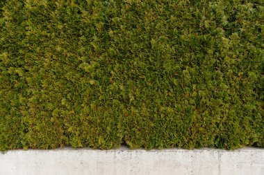 Bereketli yeşil çit parlak gün ışığı altında mükemmel beton bir duvarın yanında serpilmiş, sakin bir açık hava manzarası yaratıyor.