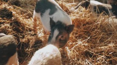 Çiftlikteki bir grup domuz saman yiyerek, sürdürülebilir tarım ve hayvan refahını destekliyor.