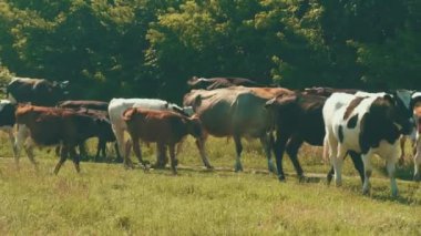 Güneşli gökyüzünün altında ağaçlarla yemyeşil bir çayırda huzur içinde otlayan bir inek sürüsünün resimsel bir sahnesi.