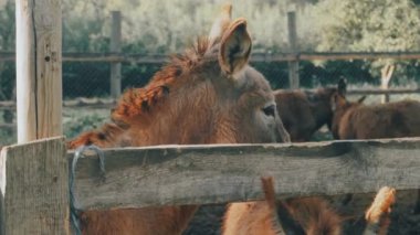 Sevimli kahverengi bir eşek, yemyeşil bir çayırda duruyor, açık havada ahşap bir çitle çevrili.