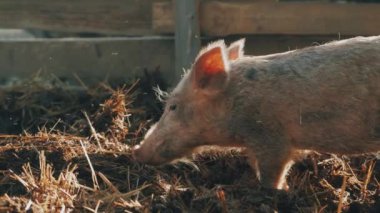 Genç bir domuz, sabah güneşinin altında kırsal hayatın huzurunu göstermek için bir çiftlikteki samanlıkta neşeyle kök salıyor.