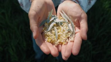 Taze hasat edilmiş tohum, yeşil yapraklar, doğa, tarım ve büyüme ile ellerin yakın çekimi.