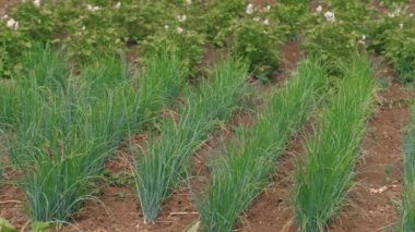 Yeşil soğanlar, açık gökyüzünün altında gelişen tarımsal bir ortamda patateslerin yanında yetişir.