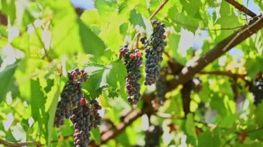 Canlı dolgun üzüm demetleri yemyeşil sarmaşıklardan güzelce sarkıyor, parlak güneş ışığının tadını çıkarıyor.