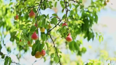 Yukarıdaki güzel mavi gökyüzünün altında yemyeşil bir ağaçtan sarkan pek çok renkli meyvenin yakın görüntüsü.