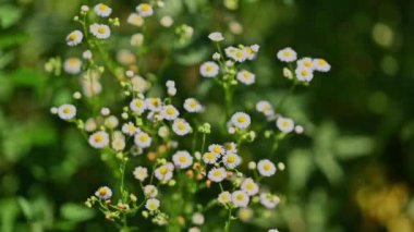 Büyüleyici güzelliklerini yemyeşil bir ortamda sergileyen narin kır çiçeklerinin güzel bir yakın çekimi.