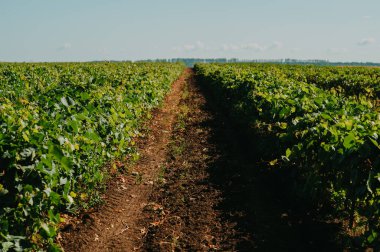 Güzel bir üzüm bağının nefes kesici panoramik manzarası yemyeşil üzümler ve düzgün çizgiler sergiliyor.