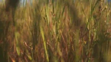 Güzel altın taneciklerin yakın çekim görüntüsü huzurlu bir günde ılık güneş ışığında yavaşça sallanıyor.