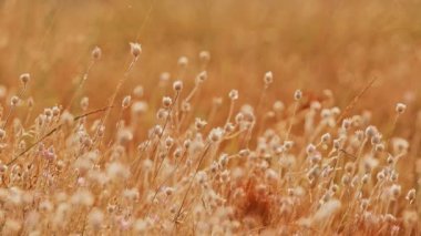 Canlı bir altın çim tarlası, güzel bir şekilde doğanın özünü yakalıyor alacakaranlıkta büyüleyici bir güzellik.