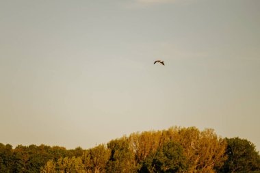 Göz kamaştırıcı ve canlı bir kuş zarif bir şekilde altın rengi ağaçların üzerinde süzülüyor huzurlu, huzurlu bir gökyüzünün altında.