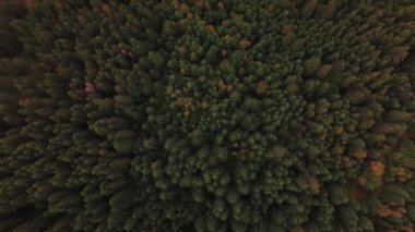 Bu çarpıcı hava fotoğrafı, sakin bir orman ortamında bulunan yoğun yeşil ağaç örtülerini güzel bir şekilde yakalar.