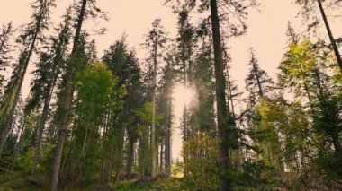 Gün ışığının yükselen ağaçların arasından süzüldüğü huzurlu bir orman manzarası huzuru ve güzelliği çağrıştırıyor..
