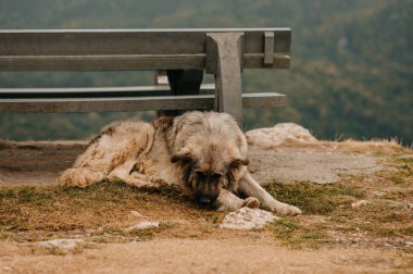 Huzurlu bir sahne, bereketli ve el değmemiş doğayla çevrili bir dağ sırasının yanında dinlenen mutlu bir köpek yakalar.