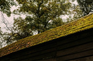 Sivri uçlu bir çatının canlı ağaçlarla çevrili sakin manzarası eşsiz güzellikleri çağrıştırıyor.