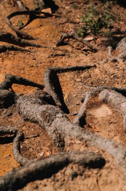 Bu büyüleyici yakın plan görüntüsü, yeryüzündeki ağaç köklerini bükerek büyüleyici doğal güzellikleri sergiliyor.