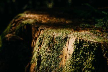 A beautifully illuminated tree stump, exquisitely adorned with vibrant green moss in a tranquil forest setting clipart