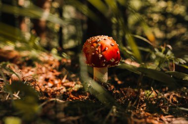 Canlı ve çarpıcı kırmızı bir mantar ağaçların altındaki yemyeşil orman zemininde belirgin bir şekilde göze çarpar.