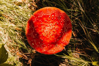 Kesinlikle göz kamaştırıcı bir yakın plan görüntüsü. Kırmızı sineksi bir mantar. Zarif bir şekilde yemyeşil otlarla çevrili.