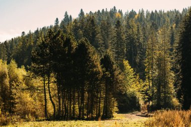 Sakin ve sakin bir orman sahnesinde uzun ağaçlar ve canlı yeşillikler gün ışığında sıcacık güneşleniyor.