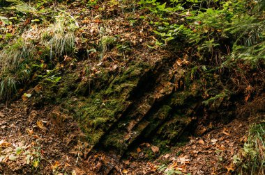 Bu sahne, Mossled zemin, düşen yapraklar ve canlı bitki örtüsüyle çok güzel bir orman manzarasını gösteriyor.