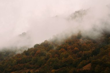 Büyülü bir sis, canlı bir sonbahar ormanını sarıyor, dingin ve güzel bir manzaradaki zengin renklerini vurguluyor.