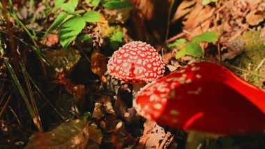 Düşen yaprakların ve çevreleyen yeşilliklerin içine yerleştirilmiş çarpıcı derecede parlak kırmızı mantarları gösteren yakın plan bir resim.