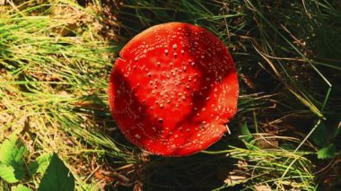 Çarpıcı derecede canlı kırmızı bir mantar beyaz beneklerle süslenmiş, yemyeşil çimenler içinde doğal güneş ışığının altında.