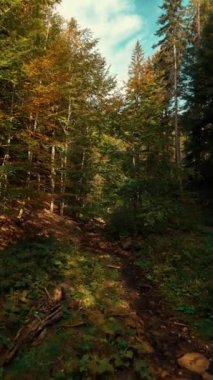 Huzurlu ve sakin bir orman sahnesinde dolambaçlı ve pitoresk bir patika boyunca canlı bir sonbahar yeşilliği sergileniyor.