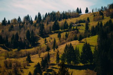 Huzurlu bir yamaç, berrak, mavi gökyüzünün altında yemyeşil ağaçlar ve yumuşak yamaçlarla süslenir.