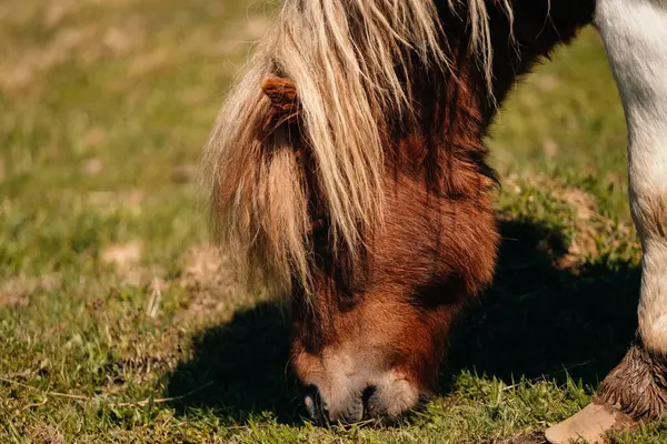 Büyüleyici küçük bir midilli, yemyeşil çimenlerde huzur içinde otlarken güneşli sıcak bir günün tadını çıkartıyor.