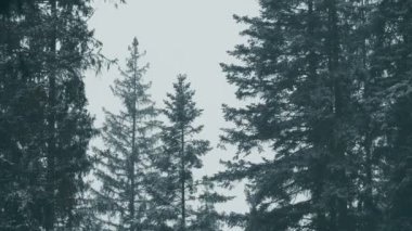 Sisli bir ormanlık alanda siluetli ağaçlar huzurlu bir manzara yaratır, güzel bir şekilde doğal huzuru yakalar.
