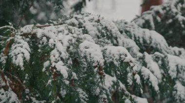 Kışın dingin güzelliğinin mükemmel bir örneği olan, kar yağışlı, yemyeşil dalların yer aldığı sakin bir sahne.