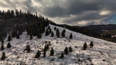 Sakin bir kış manzarası, el değmemiş bir kar örtüsünün üzerinde görkemli bir şekilde duran yemyeşil ağaçları sergiliyor.