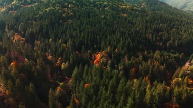 Güzel manzaralı bir orman manzarasında, canlı sonbahar renkleri yemyeşil ağaçların arasında ortaya çıkar.