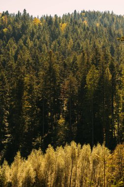 Canlı ve canlı bir orman. Uzun yeşil kozalaklı ağaçlar sergiliyor. Büyüleyici altın sonbahar yapraklarıyla birlikte.