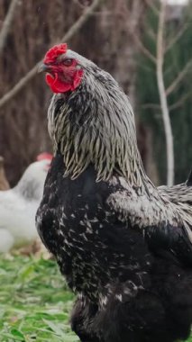 Güzel bir horoz gururla canlı tüylerini sergilerken sakin bir açık havada ötüyor.