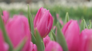 Pembe lalelerin canlı ve renkli bir görüntüsü yemyeşil bir bahçede güzel çiçek açıyor, neşe saçıyor.