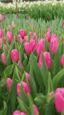 Yeşillikler arasında düzenlenmiş pembe lalelerin çarpıcı manzarası canlı baharın özünü yakalıyor.