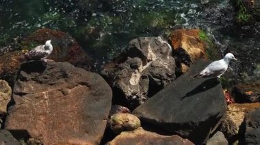 İki martının sakin suların kıyısındaki kayaların üzerinde huzur içinde dinlendiği görülebilir.