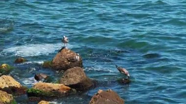 Huzurlu, sakin mavi denizin yanındaki kayalara tünemiş kuşların olduğu güzel bir manzara.